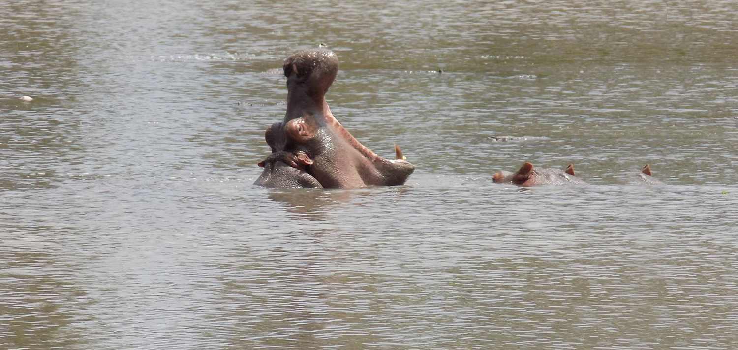 Hippo Sanctuary at Falls Base - Conservation Awareness